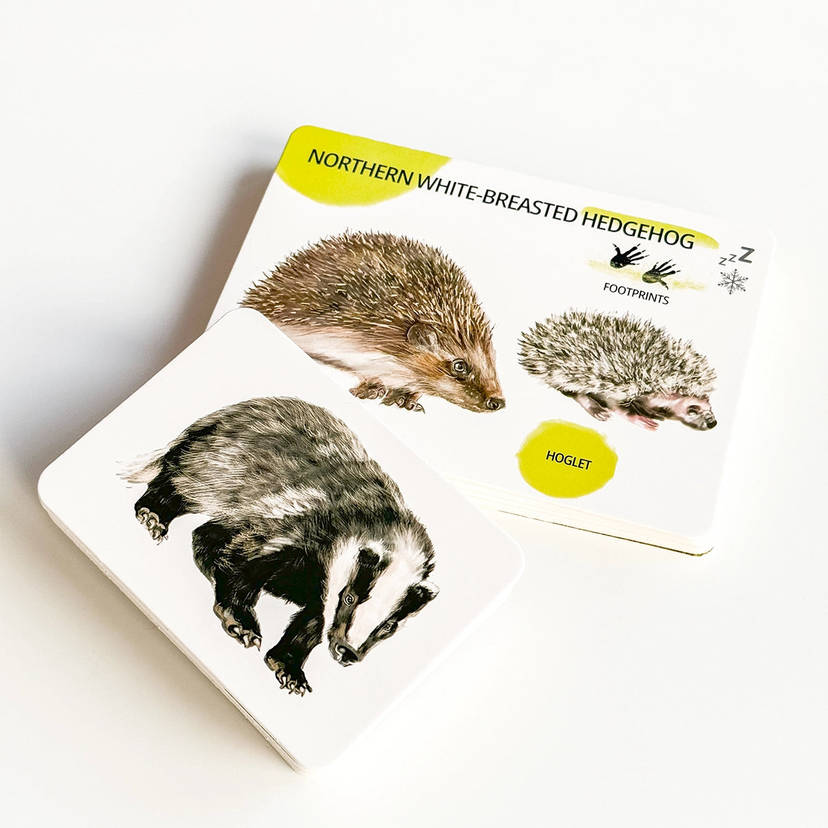 Lernkartenset: Waldtiere
